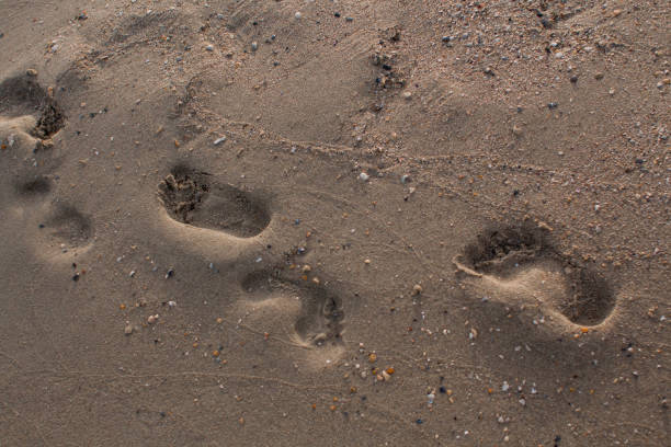 istock baby footprints on the sandy seashore 1269642416
