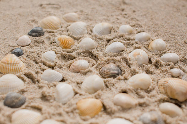 Vacation concept. Seashells and old vintage camera on blue background, copy space