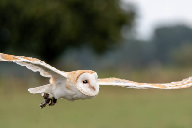 istock Owl, bird, falconry, flying, landing, eyes, beautiful, wings, Eagle, hawk 1269642700