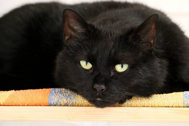 istock Closeup shot of a lying black cat 1269644266
