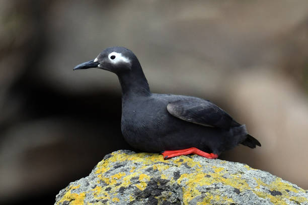 istock Spectacled Guillemot (Cepphus carbo) 1269645029