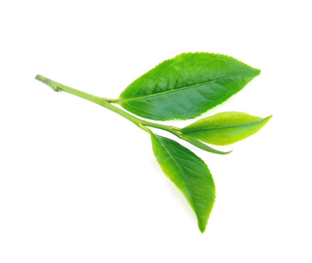istock Green tea leaf isolated on white background 1269645212