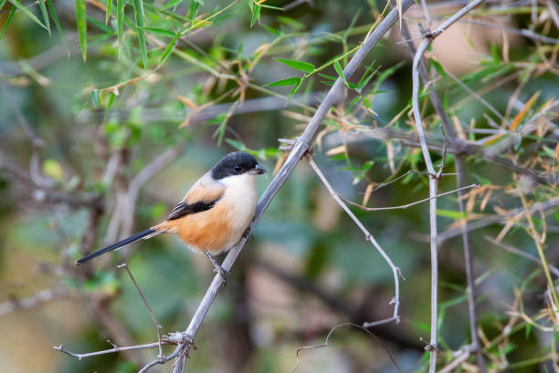 Long-tailed Shrike (Lanius schach erythronotus) Long-tailed Shrike (Lanius schach, possible subspecies tricolor) perched in a bush. Also known as Rufous-backed Shrike. lanius schach stock pictures, royalty-free photos & images