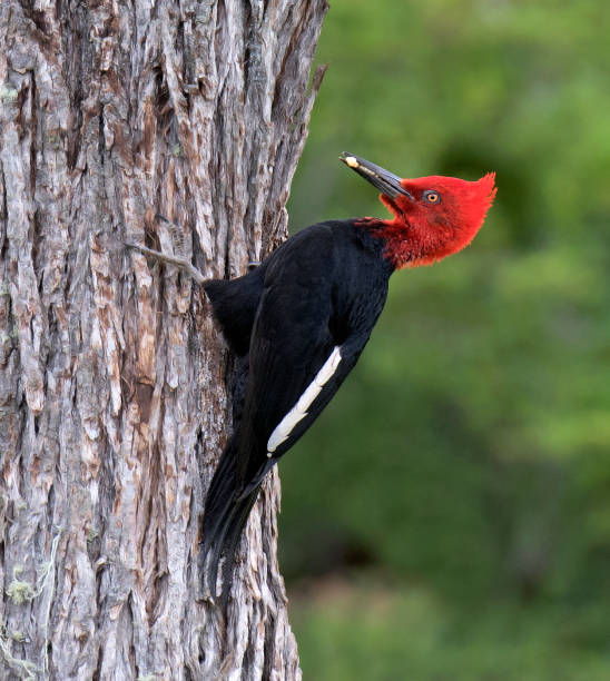 istock Magellanic Woodpecker, Campephilus magellanicus 1269645940