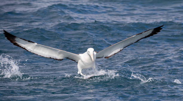 istock Northern Royal Albatross (Diomedea sanfordi) 1269646531