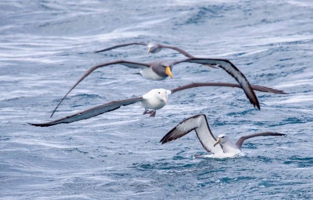 istock Northern Royal Albatross (Diomedea sanfordi) 1269646570