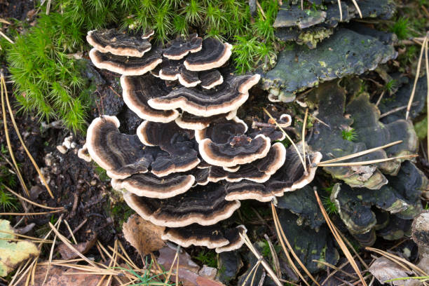 istock Trametes versicolor fungus on tree stump 1269646792