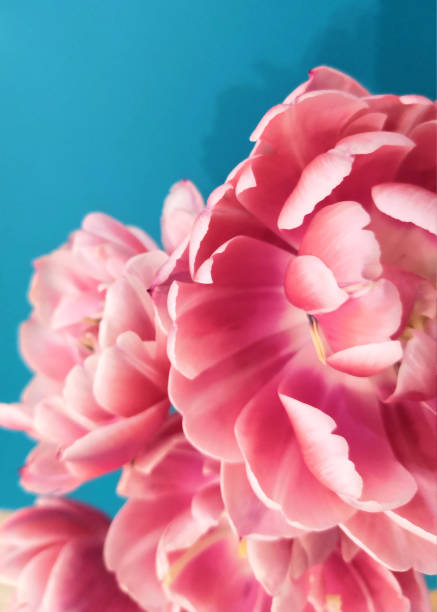 istock Pink colorful tulips over a blue background, in a flat lay composition with copy space 1269647089