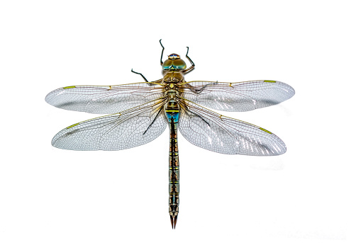 Macro shots, Beautiful nature scene dragonfly.