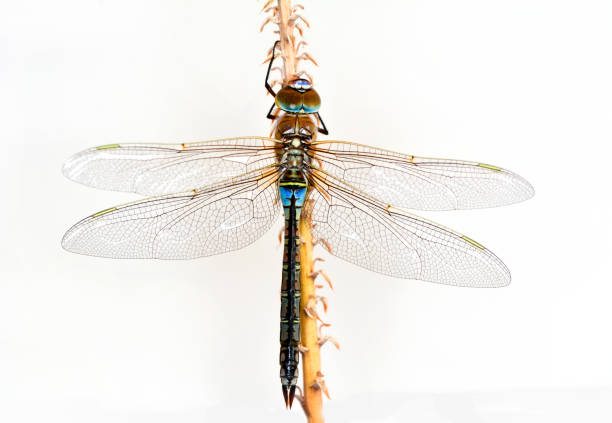 istock Beautiful nature scene dragonfly. 1269648044