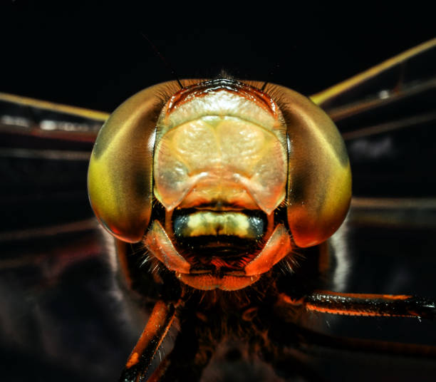 a dragonfly isolated on white.