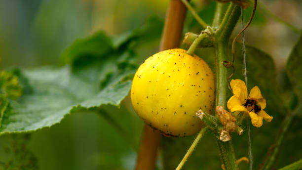 istock Cucumber crystal lemon fruit growing in summer kitchen garden 1269648379
