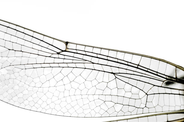 istock Beautiful nature scene dragonfly. 1269649029