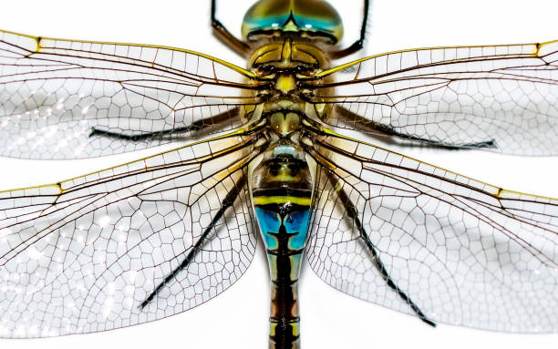 istock Beautiful nature scene dragonfly. 1269649355