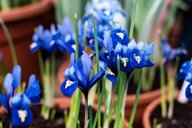 istock Bright purple, white, blue and violet blooming Iris xiphium Bulbous iris, sibirica on green leaves ang grass background in the garden in spring and summer 1269649739