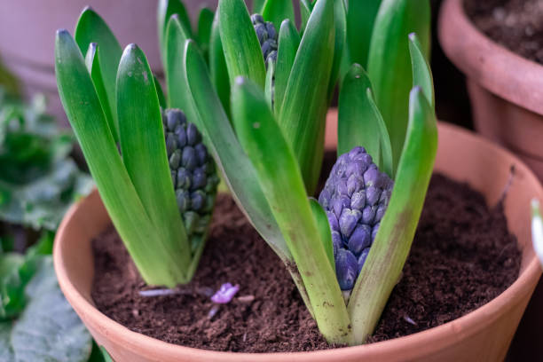 die ersten blüten, eine knospe aus blauem hyazinth blühen im frühling, vertikal. frische natürliche blaue hyazinth-blume in einem topf in einem gewächshaus - flower purple macro bud stock-fotos und bilder