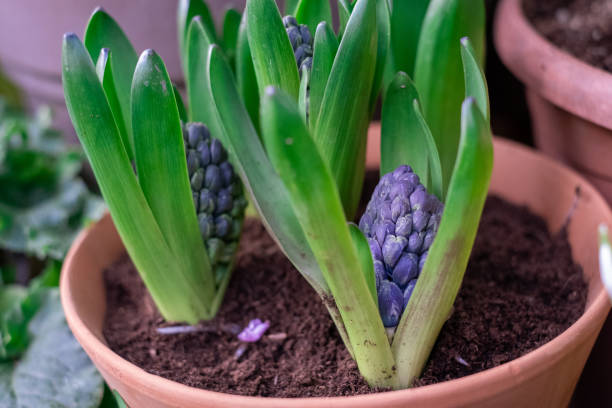 The first flowers, a bud of blue hyacinth blooming in spring, vertical. Fresh natural blue hyacinth flower in a pot in a greenhouse stock photo