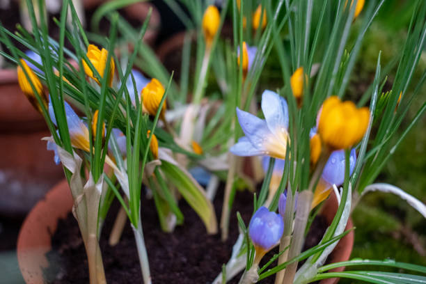 istock White and light blue crocus and daffodils covering a field like a carpet 1269649768