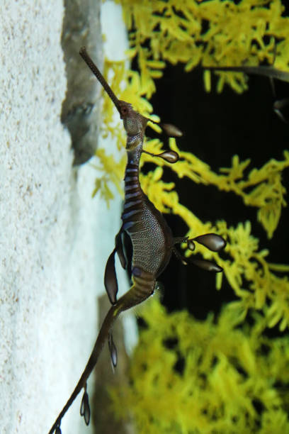istock Marine Fish Leafy Sea Dragon 1269651187