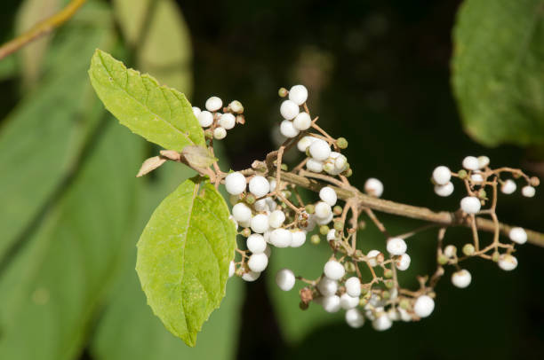 istock White berries of a native grewia bush 1269651531