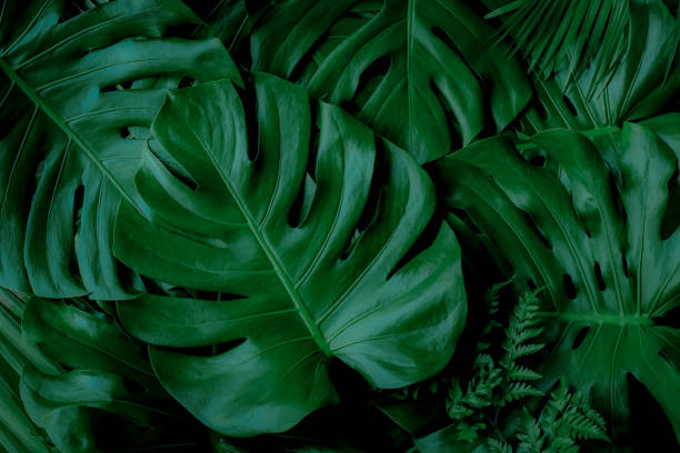 istock abstract green leaf texture, nature background, tropical leaf 1269651583