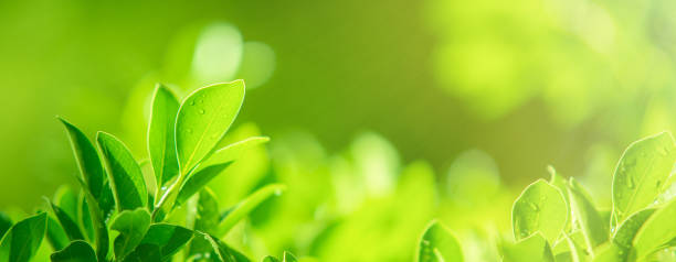 istock abstract green leaf texture, nature background, tropical leaf 1269651595