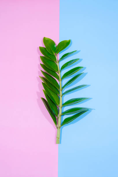 istock abstract green leaf texture, nature background, tropical leaf 1269652181
