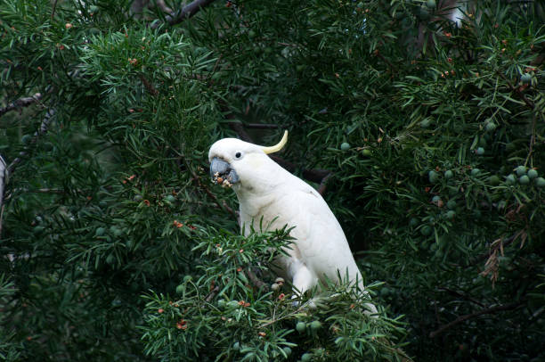istock Sulphur crested cockatoo in tree 1269652708