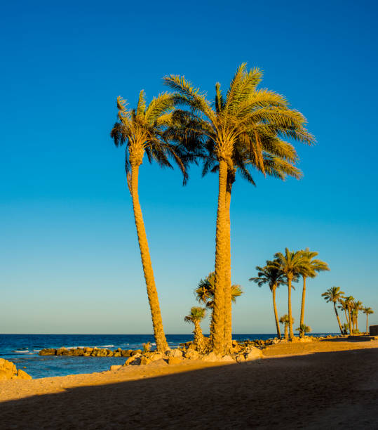 istock palm trees on the beach at sunset in Sahl Hasheesh, Hurghada, Egypt 1269653888