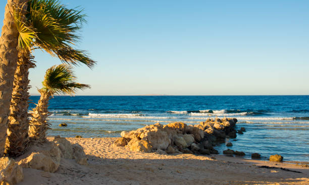istock palm trees on the beach at sunset in Sahl Hasheesh, Hurghada, Egypt 1269653890