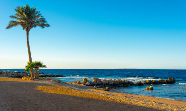 istock palm trees on the beach at sunset in Sahl Hasheesh, Hurghada, Egypt 1269653892