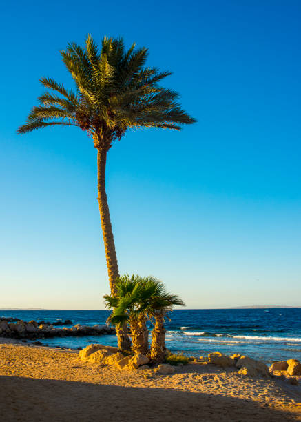istock palm trees on the beach at sunset in Sahl Hasheesh, Hurghada, Egypt 1269653893