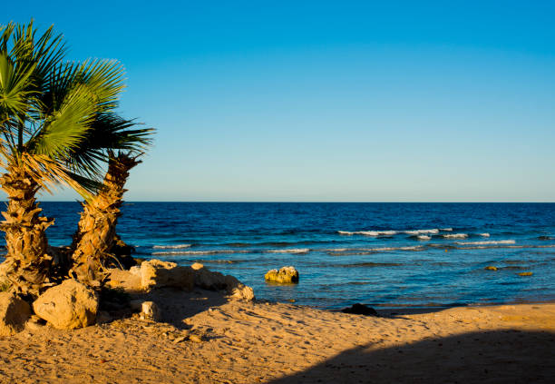 palm trees on the beach at sunset in Sahl Hasheesh, Hurghada, Egypt