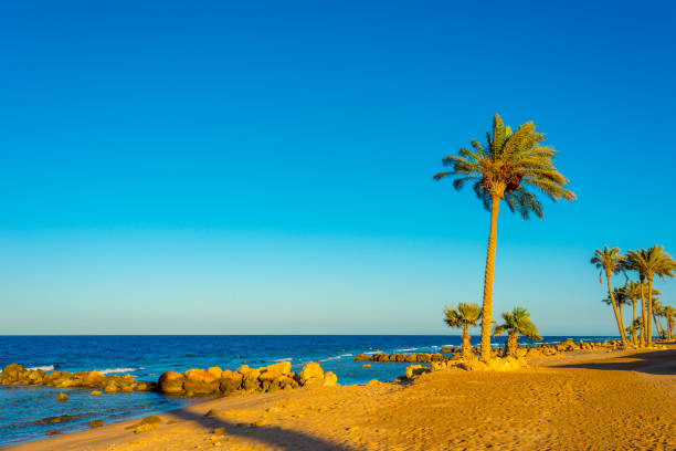 istock palm trees on the beach at sunset in Sahl Hasheesh, Hurghada, Egypt 1269653900