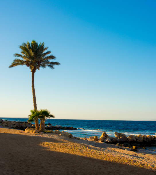 istock palm trees on the beach at sunset in Sahl Hasheesh, Hurghada, Egypt 1269653911