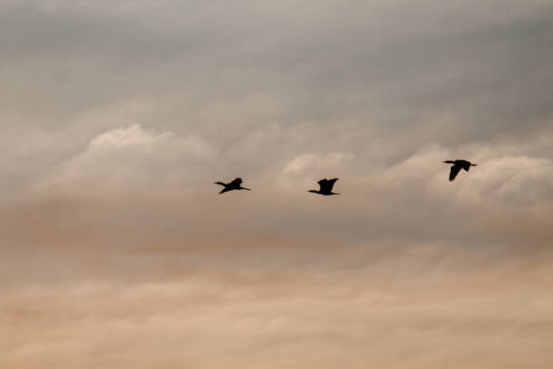 istock Silhouette of birds flying in the sky 1269654270