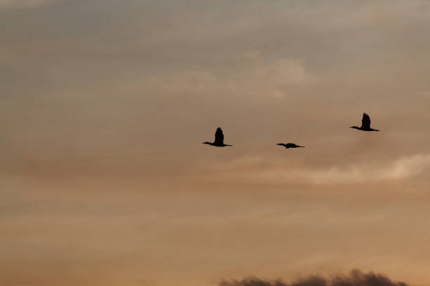 istock Silhouette of birds flying in the sky 1269654468