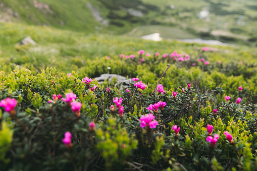 Hiking through the scenic mountain valley with beautiful pink flowers in the wilderness in Carpathian Mountains