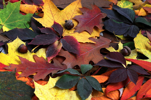 Background from multi-colored fallen autumn leaves from different trees. Close-up