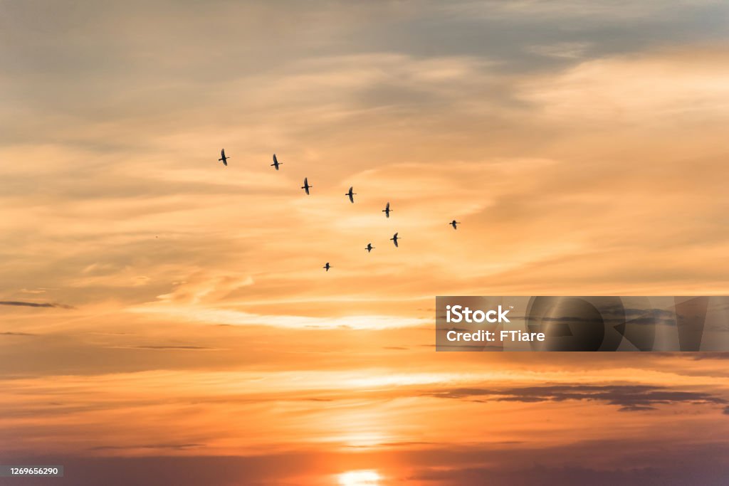 Migratory birds flying in the shape of v on the soft and blur pastel colored sky background. gradient clouds on the beach resort. nature. sunrise.  peaceful morning.Instagram toned style Bird Stock Photo