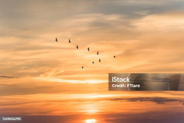 Migratory Birds Flying In The Shape Of V On The Soft And Blur Pastel Colored Sky Background Gradient Clouds On The Beach Resort Nature Sunrise Peaceful Morninginstagram Toned Style Stock Photo - Download Image Now