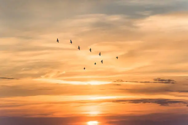 Photo of Migratory birds flying in the shape of v on the soft and blur pastel colored sky background. gradient clouds on the beach resort. nature. sunrise.  peaceful morning.Instagram toned style