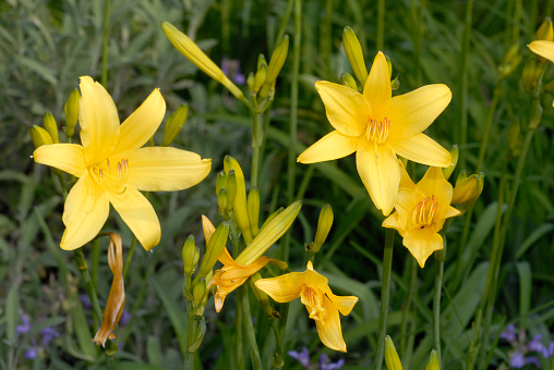 Yellow flowers of daylily