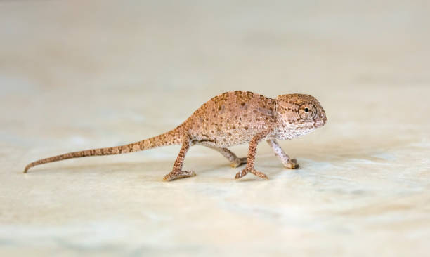 istock Beautiful nature scene baby green chameleon 1269656691