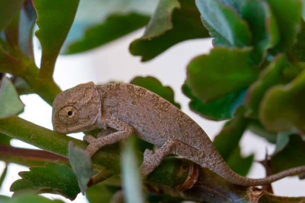 美しい自然シーン赤ちゃんグリーンカメレオン - lizard reptile branch textured ストックフォトと画像