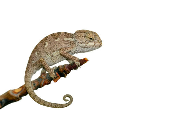 istock Beautiful nature scene baby green chameleon 1269657898