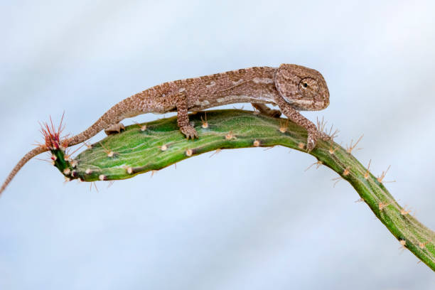 istock Beautiful nature scene baby green chameleon 1269657976