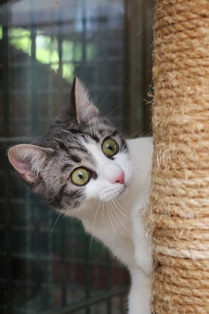 istock close up of a beautiful cat on a scratching post 1269658260