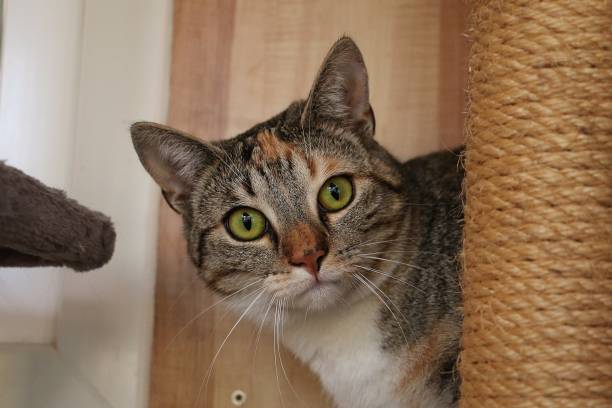 istock close up of a beautiful cat on a scratching post 1269658265