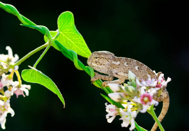 istock Beautiful nature scene baby green chameleon 1269658392